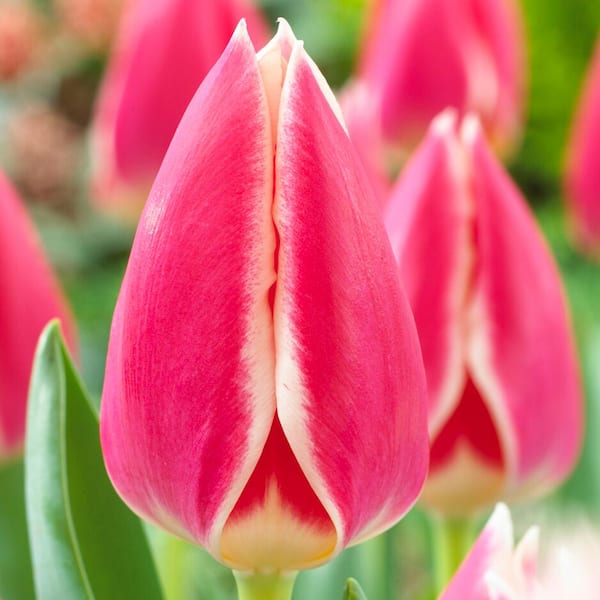 Garden State Bulb 12/Plus cm, Candy Apple Delight Darwin Hybrid Tulip Flower Bulbs (Bag of 100)