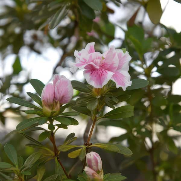 national PLANT NETWORK 1 Gal. Azalea Conversation Piece Flowering