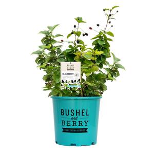 5.5 In. Bushel and Berry Baby Cakes Blackberry Plant