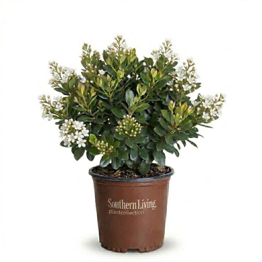 SOUTHERN LIVING 2 Gal. Clean Sweep Snowbank Indian Hawthorn - Live