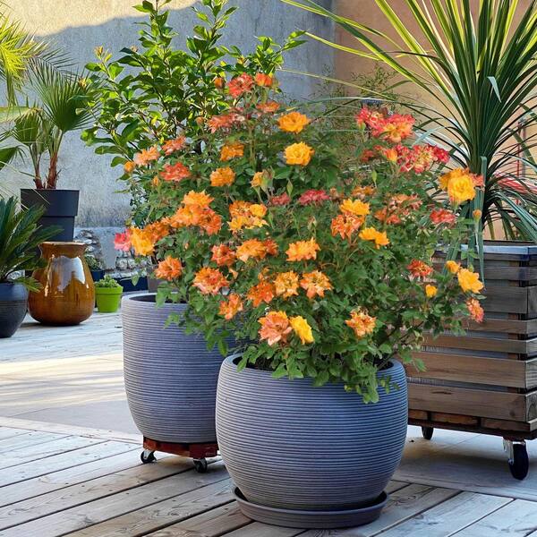 national PLANT NETWORK 2.5 in. Rose Miniature Orange Honey with