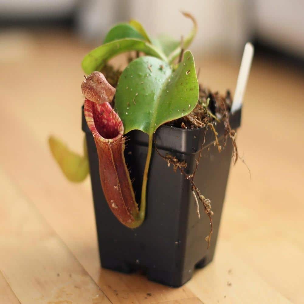 Red Carnivorous Pitcher Plant - 4 Live Starter Plants - Nepenthes Lowii Ventricosa - Beautiful Bright Color price history on PriceWatchPro