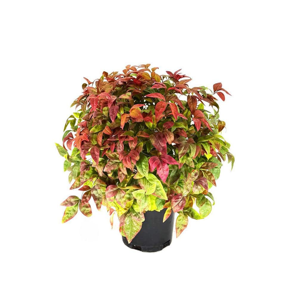 2.5 qt. Nandina Fire Power Live Evergreen Shrub with Green to Red