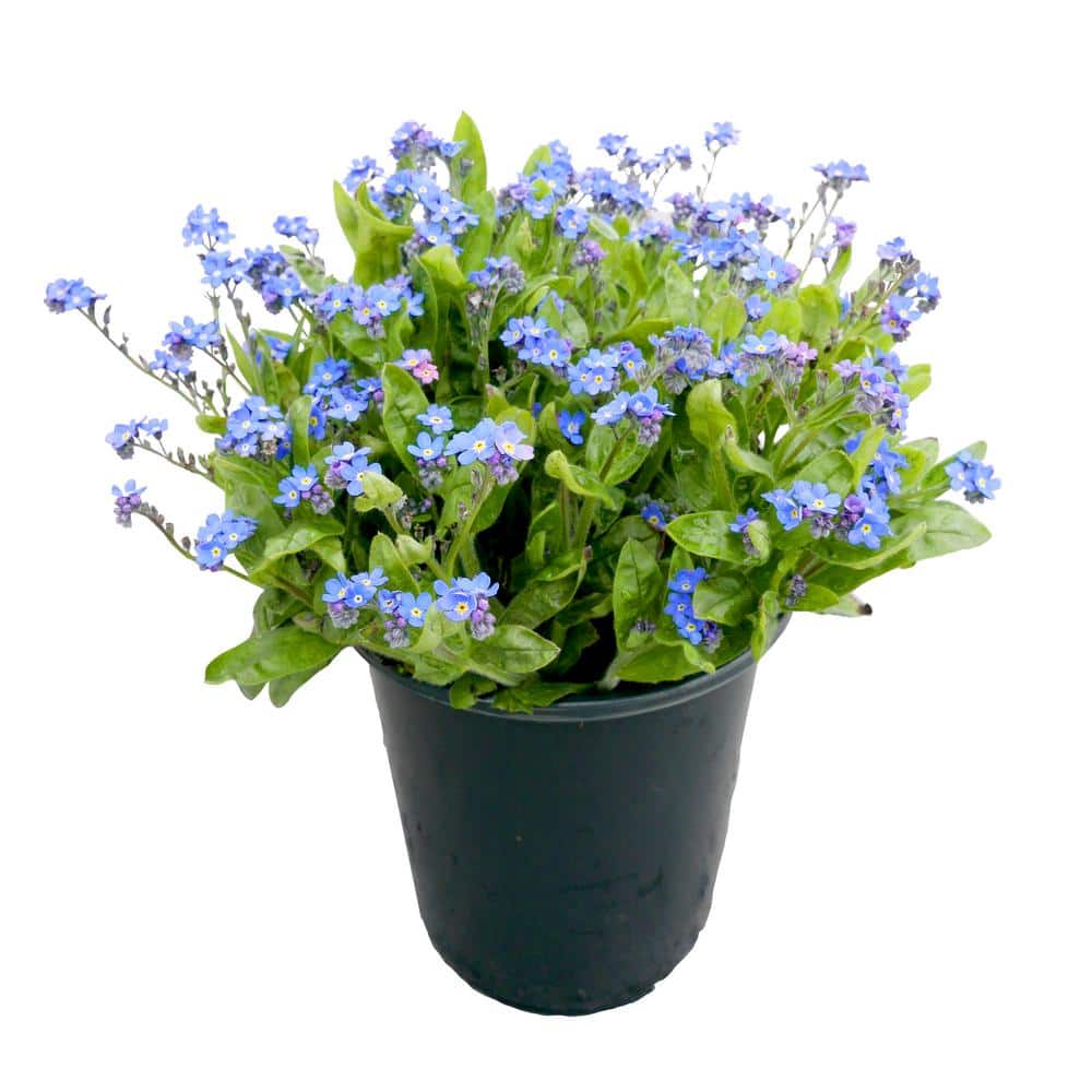 Perennial Myosotis s. Bluesylva 2.5 QT - 1 Pack