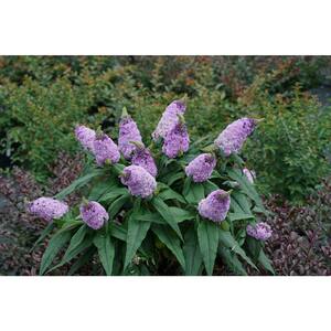 4.5 in. Quart Pugster Amethyst Butterfly Bush (Buddleia) Live Shrub with Purple Flowers