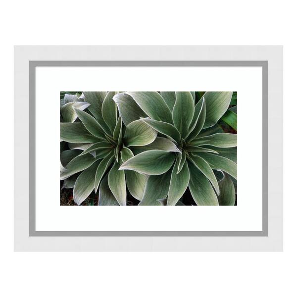 Amanti Art "Megaherb growing in exposed fellfields, Campbell Island, New Zealand" by Tui De Roy Framed Wall Art