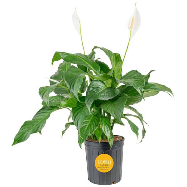 Costa Farms Live Indoor 29in. Tall Peace Lily Plant in 10in. Grower Pot