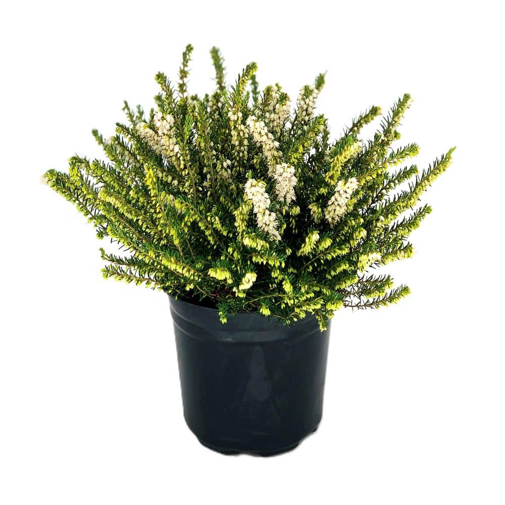 2.5 Qt. Mediterranean White Heather Live Shrub with White Flowers