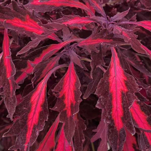 2.5 in. Coleus Flame Thrower Adobo Pink Annual Plant (3-Pack)