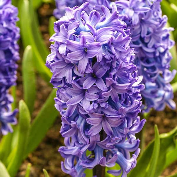 Breck's Fragarent Hyacinth Bulbs Collection (15-Pack)