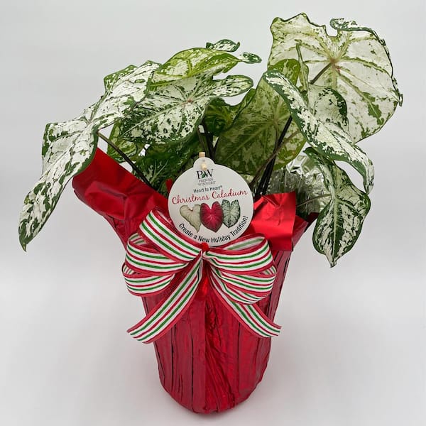 PROVEN WINNERS 6.5 in. Holiday Heart to Heart Snow Flurry Caladium