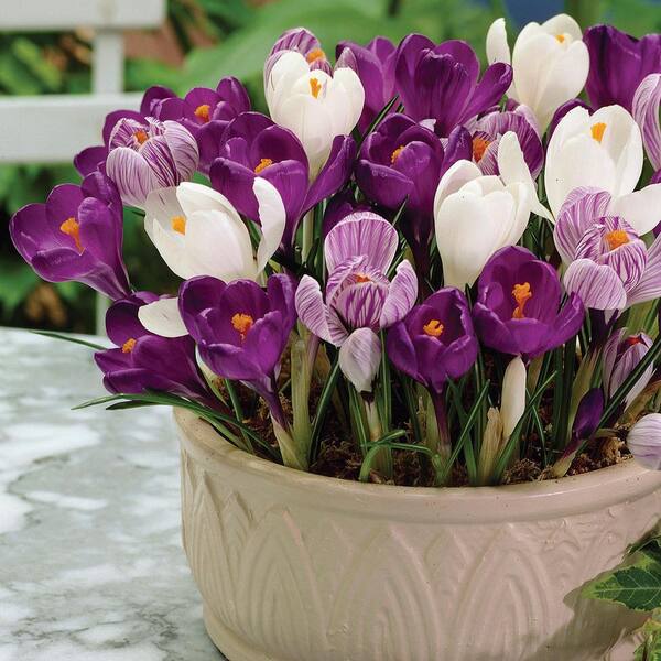 VAN ZYVERDEN Crocus Large Flowering Mix Dormant Bulbs 10060PHD