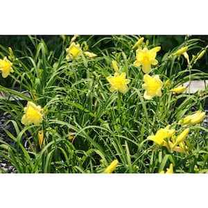 1 Gal. Happy Returns Daylily Numerous Golden Flowers Rebloom Until First Frosts