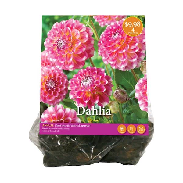 VAN ZYVERDEN INC Dahlia Decorative Hawaii Bulbs (4-Pack)