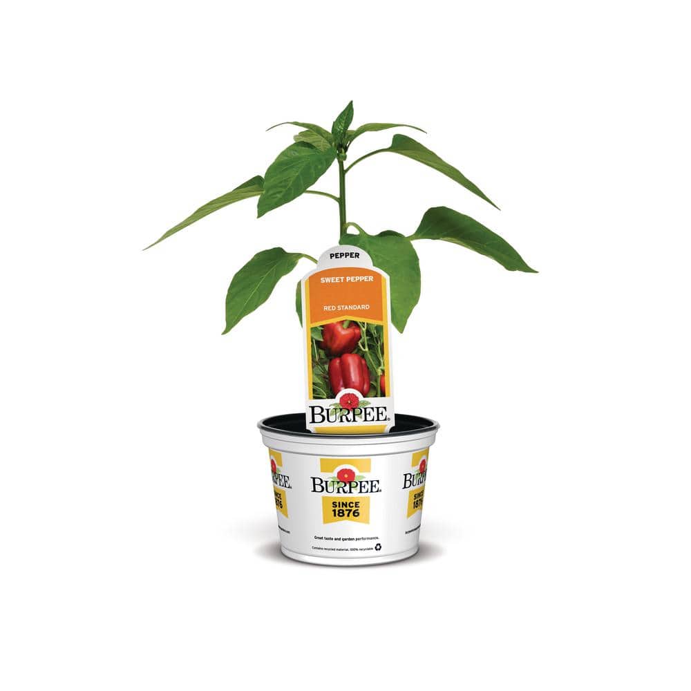 Burpee 3.5 in. Burpee Peppers Potted Red Standard II FG00095016