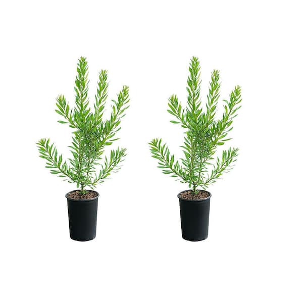1 gal. Pacific Wax Myrtle Shrub (2-Pack)