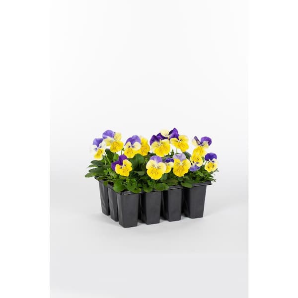 METROLINA GREENHOUSES Pansy Annual Plant (12-Pack) 8300 - The Home