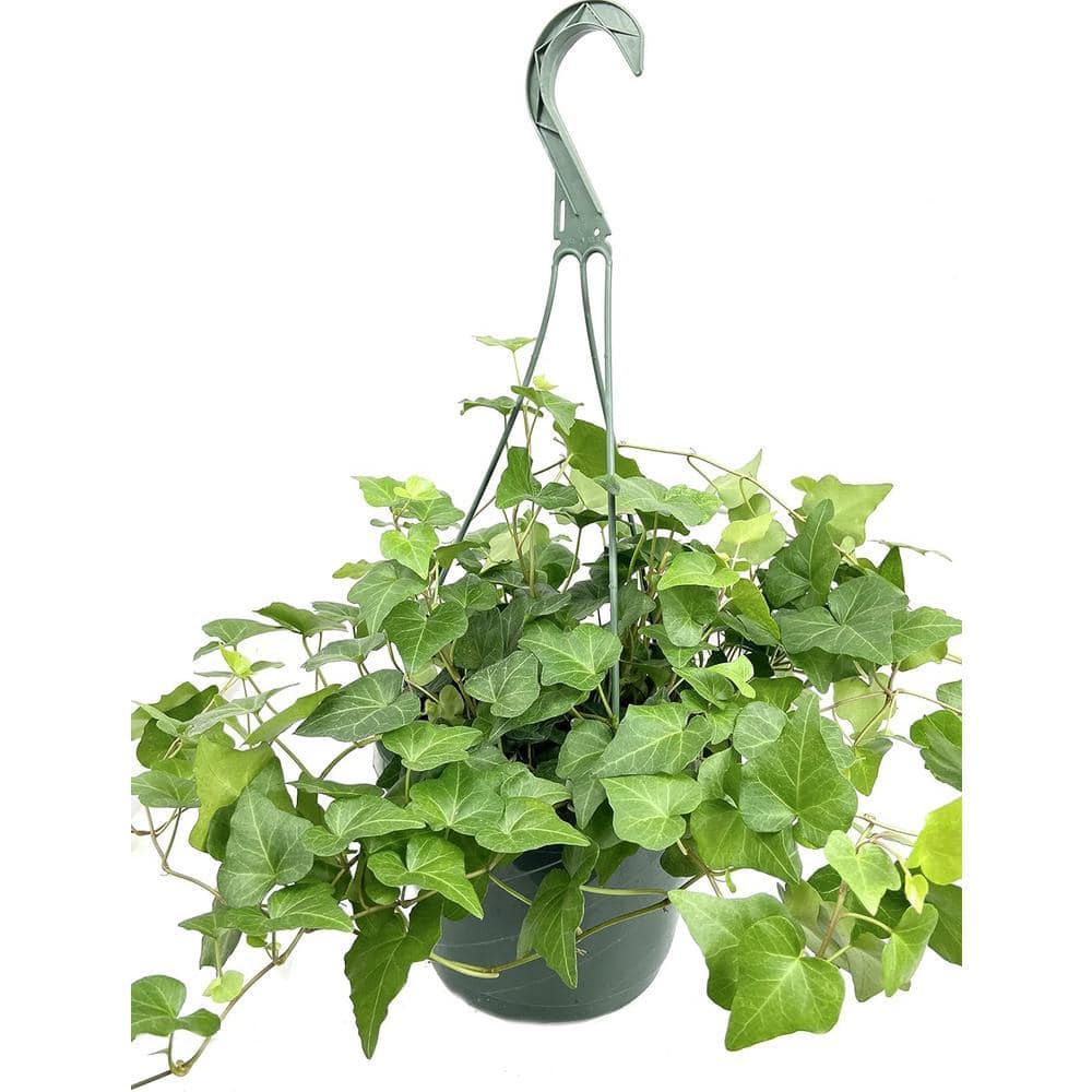 Wekiva Foliage Green English Ivy Hanging Basket-Live Plant in an 8