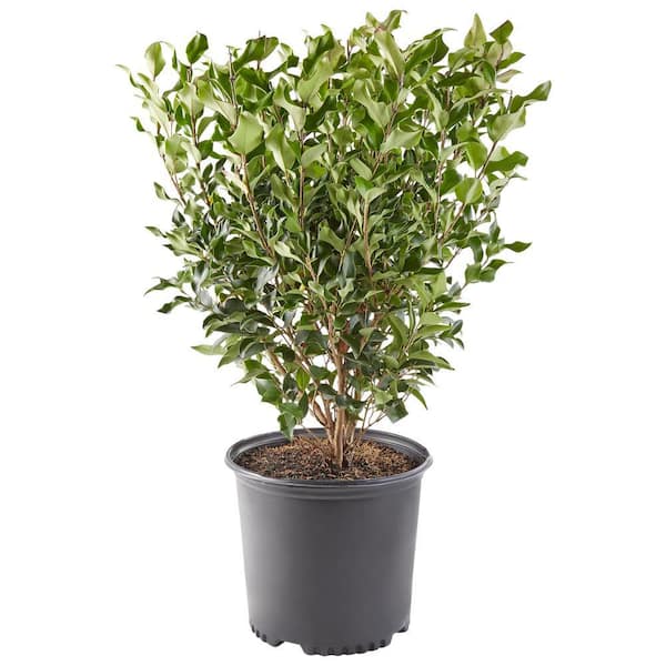 Unbranded 7 Gal. Ligustrum Recurvifolium Privet Shrub with Dark Green Foliage and White Blossoms