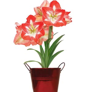 Red and White Amaryllis Minerva Kit with Artisan Decorative Planter