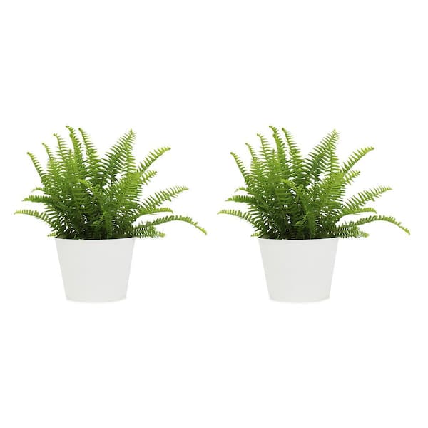 Pure Beauty Farms 1.5 qt. Kimberly Fern Plant in 6 in. Designer Pot (2-Pack)