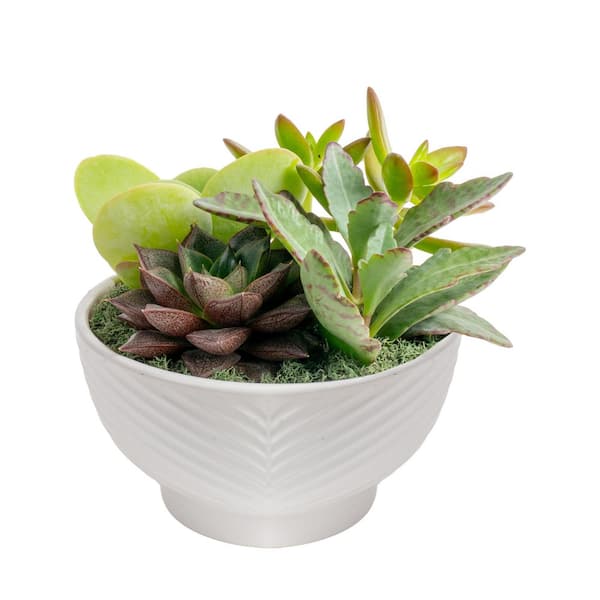 Costa Farms Indoor Cacti and Succulent Garden Plant in 6 in. White Decor Bowl, Avg. Shipping Height 8 in. Tall