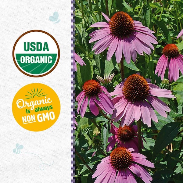 Back to the Roots Organic Purple Coneflower Echinacea Seed (1-Pack) 46092 -  The Home Depot