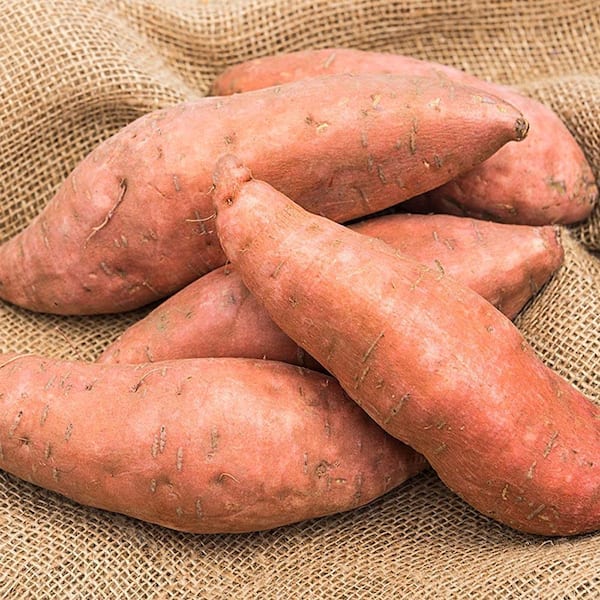 Sweet Potato Covington Bareroot Starter Plants (12-Pack)