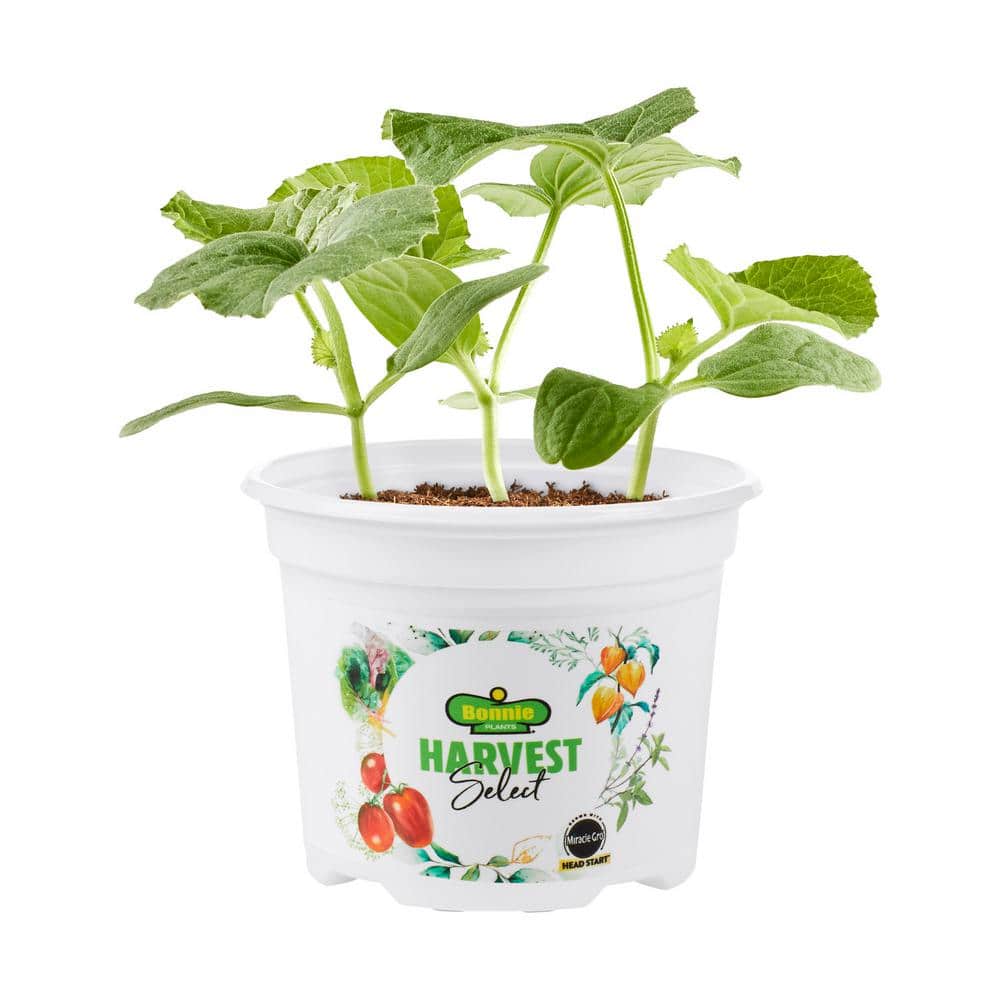 bonnie-plants-vegetables-