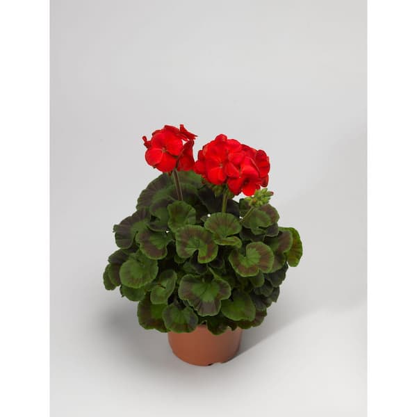 Daylily Nursery 3 Geranium Maverick Red Plants in 3 Separate 4 in. Pots