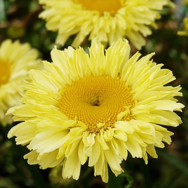 2.5 qt. Real Goldcup Shasta Daisy Leucanthemum Realflor Plant