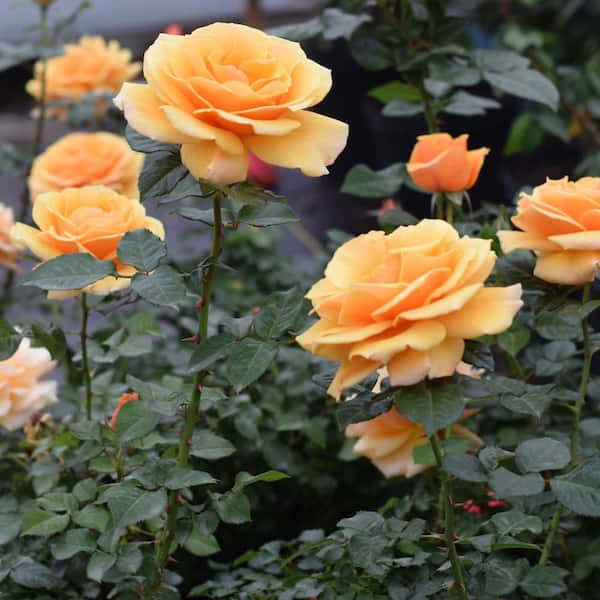 Pure Beauty Farms 2 Gal. My Bouquet Orasyda Rose St. Tropez Rosa