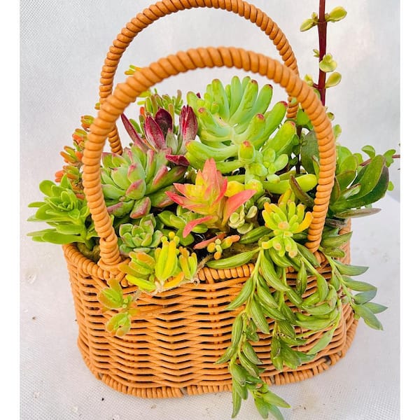 Succulent Plants Collection Cut Flowers Handbag