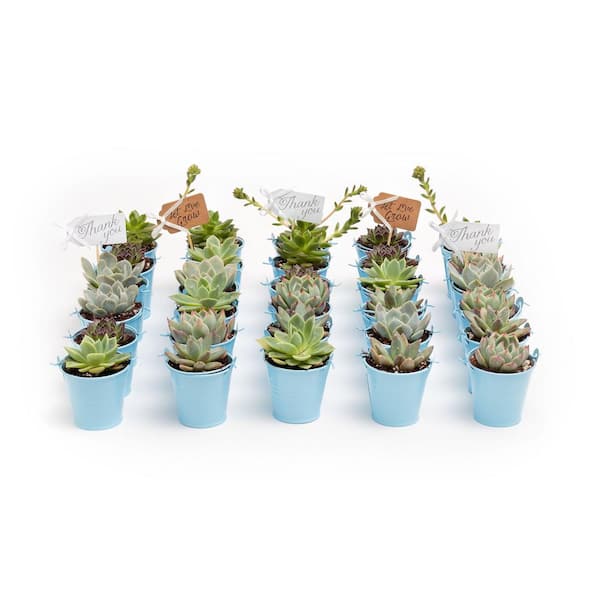 The Succulent Source 2 in. Wedding Event Rosette Succulents Plant with Blue Metal Pails and Thank You Tags (140-Pack)