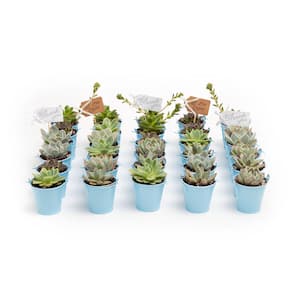 2 in. Wedding Event Rosette Succulents Plant with Blue Metal Pails and Thank You Tags (30-Pack)