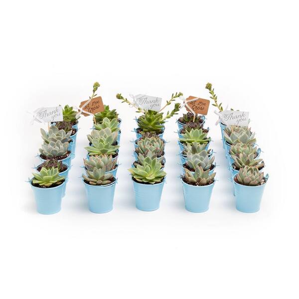 The Succulent Source 2 in. Wedding Event Rosette Succulents Plant with Blue Metal Pails and Thank You Tags (80-Pack)