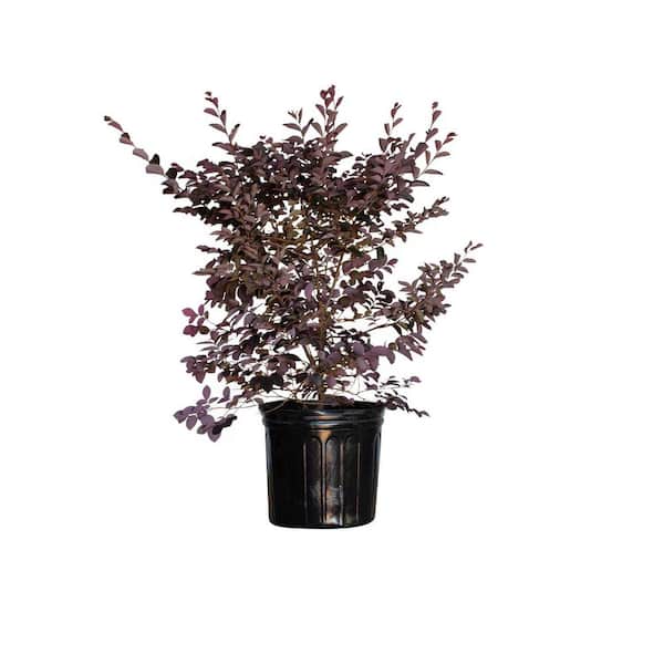 2.5 Gal. Loropetalum Carolina Midnight Flowering Shrub with Fuchsia Pink Flowers