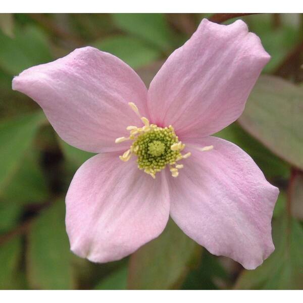 Wekiva Foliage Clematis Montana Mayleen-2 Live Plants in 3.5 in. Growers Pots-Bold and Beautiful Starter Flowering Vine