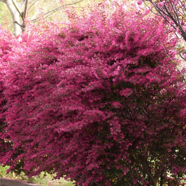 FIRST EDITIONS 3 Gal. Crimson Fire Loropetalum Shrub with Dark Purple ...