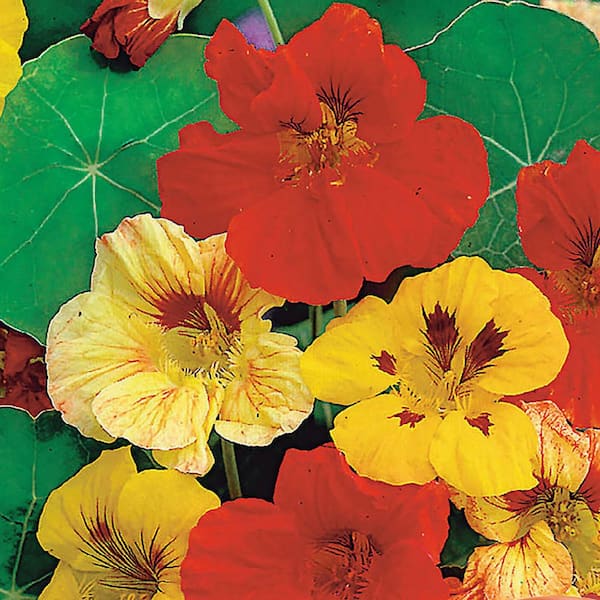 Ferry-Morse Nasturtium Dwarf Jewel Mixed Colors Flower Seeds 6106