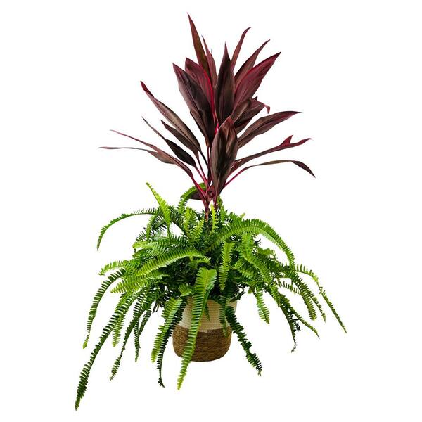 Pure Beauty Farms 1.9 Gal Fern Cordyline Combo Plant Plant in 9.25 In