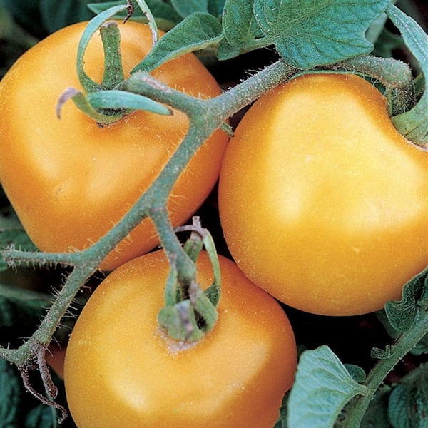 Yellow Perfection Slicing Tomato Seeds