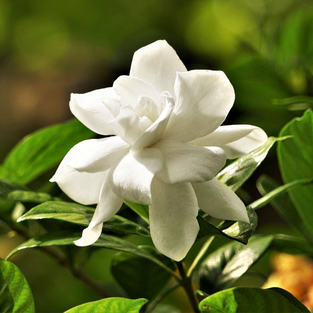 2 Gallon White Gardenia Jubilation Shrub