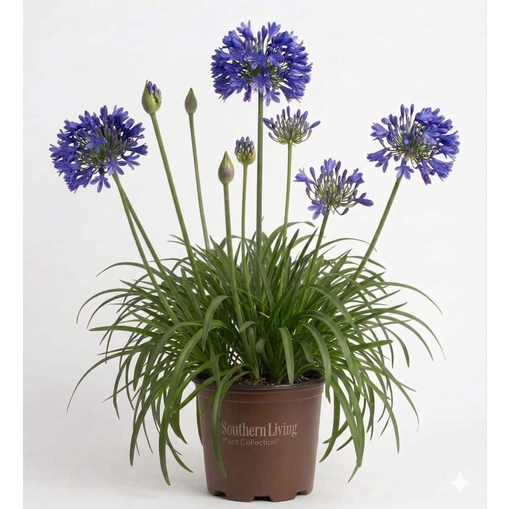 SOUTHERN LIVING 2.5 qt. Ever Sapphire Agapanthus with Reblooming