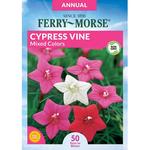 Ferry-Morse Cypress Vine Mixed Colors Flower Seed