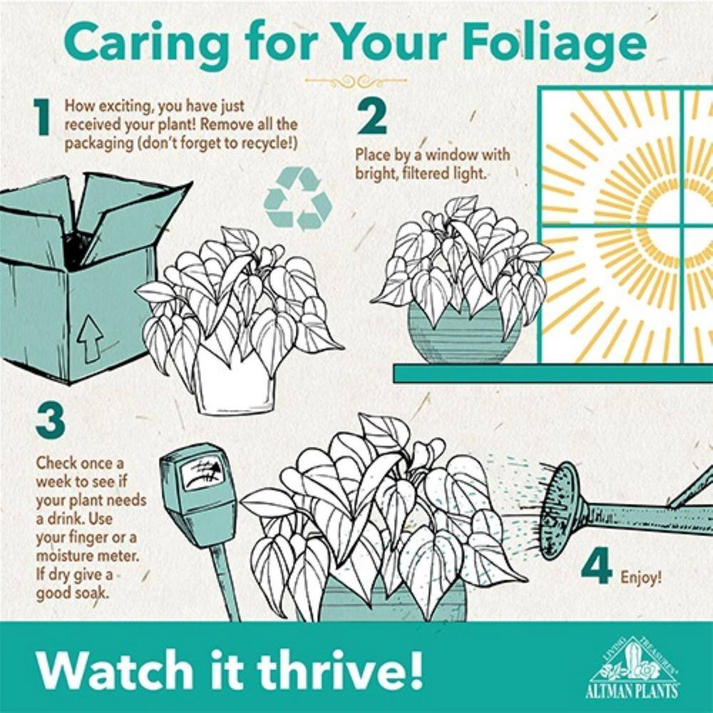 Black Plastic Indoor Dracaena Corn Cane Plant Set