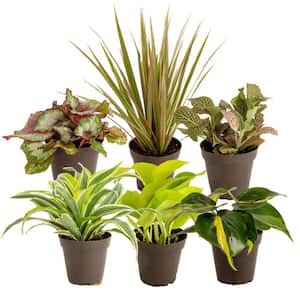 Grower's Choice Exotic Angel Indoor Plant Assortment in 4.8 in. Grower Pot, Avg. Shipping Height 8 in. Tall (6-Pack)