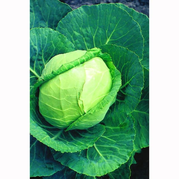 Bonnie Plants 6PK Cabbage - Flat Dutch