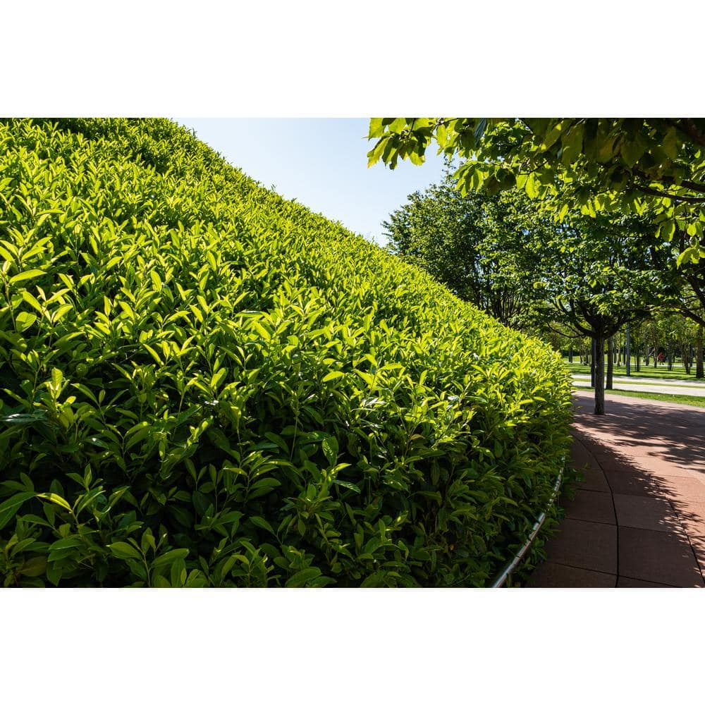 1 Gal. Skip Hedge Laurel with Fast Growing Drought-Tolerant Evergreen Foliage price history on PriceWatchPro