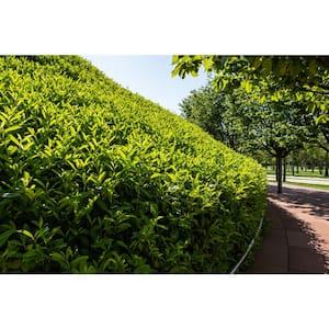 1 Gal. Skip Hedge Laurel with Fast Growing Drought-Tolerant Evergreen Foliage